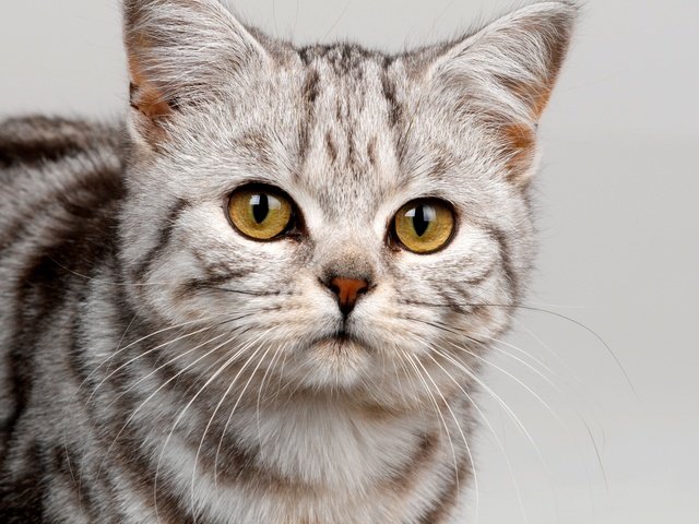 Обои глаза, полосатый, морда, кот, усы, кошка, взгляд, серый, окрас, желтые, yellow, eyes, striped, face, cat, mustache, look, grey, color разрешение 2560x1600 Загрузить