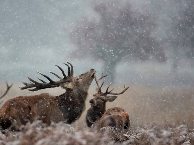 Обои снег, природа, зима, рога, олени, лось, snow, nature, winter, horns, deer, moose разрешение 1920x1200 Загрузить