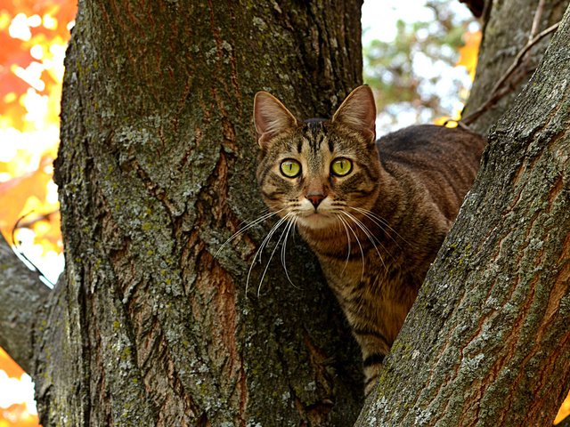 Обои дерево, кот, ветви, кошка, осень, ствол, котэ, глазища, tree, cat, branch, autumn, trunk, kote, eyes разрешение 1920x1200 Загрузить