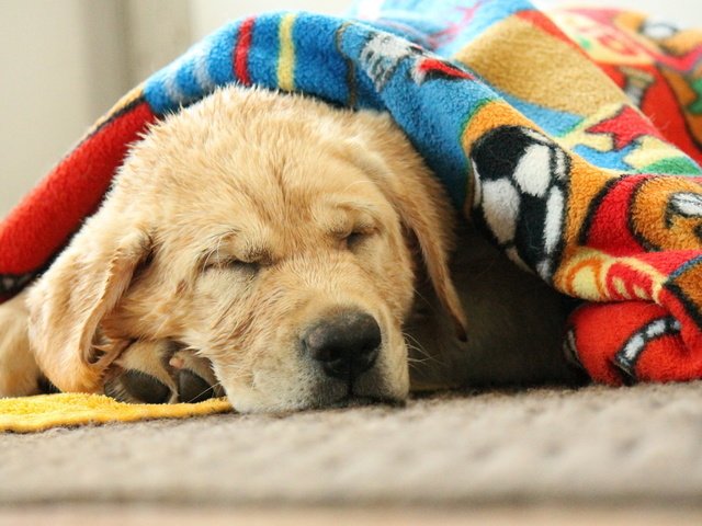 Обои морда, сон, собака, спит, одеяло, лабрадор, face, sleep, dog, sleeping, blanket, labrador разрешение 1920x1200 Загрузить