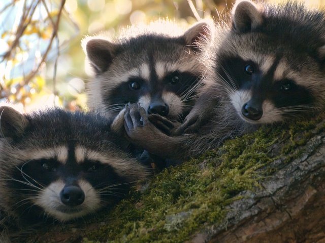 Обои природа, лес, животные, семья, енот, nature, forest, animals, family, raccoon разрешение 1920x1200 Загрузить