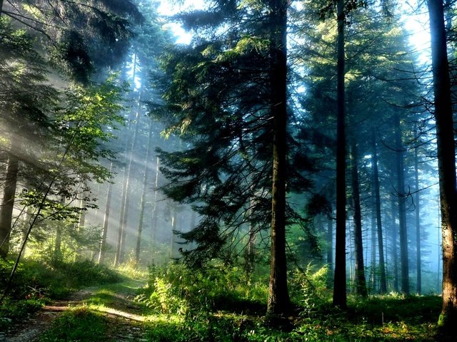 Обои солнце, лес, лучи, дорожка, лучи солнца, лето, сосны, the sun, forest, rays, track, the rays of the sun, summer, pine разрешение 2000x1600 Загрузить
