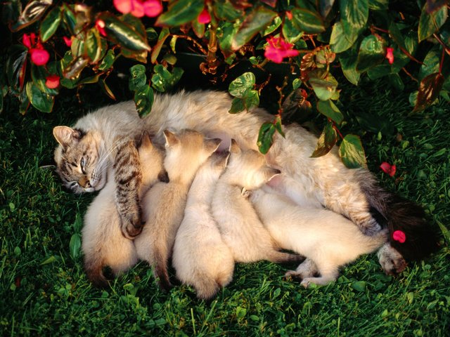 Обои цветы, трава, лето, кошка, котята, кормление, flowers, grass, summer, cat, kittens, feeding разрешение 1920x1200 Загрузить