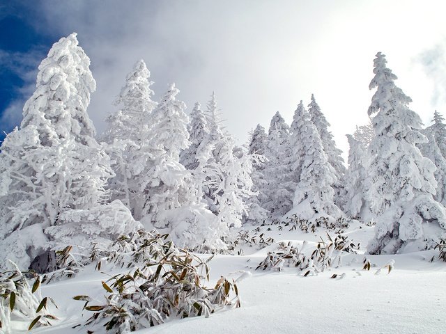 Обои небо, деревья, снег, лес, зима, ели, the sky, trees, snow, forest, winter, ate разрешение 1920x1200 Загрузить