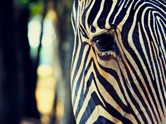 Обои морда, зебра, полоски, макро, глаз, face, zebra, strips, macro, eyes разрешение 1920x1200 Загрузить