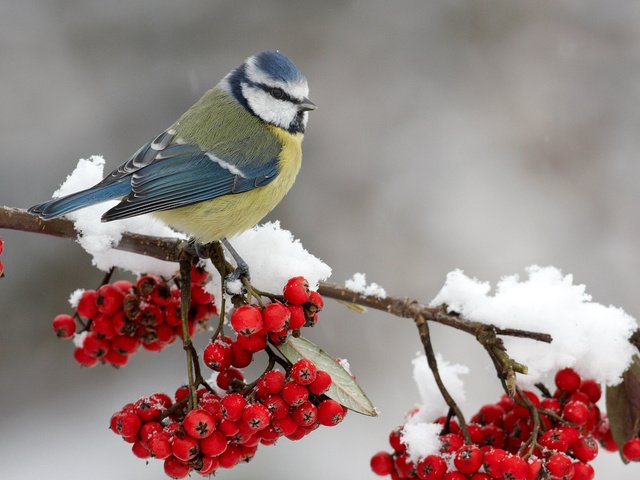 Обои ветка, снег, зима, ягода, птица, рябина, синица, синичка, branch, snow, winter, berry, bird, rowan, tit, titmouse разрешение 1920x1080 Загрузить