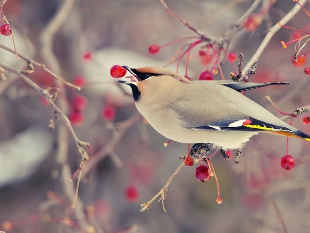 Обои дерево, зима, ветки, птица, плоды, яблочки, свиристель, tree, winter, branches, bird, fruit, apples, the waxwing разрешение 1920x1200 Загрузить