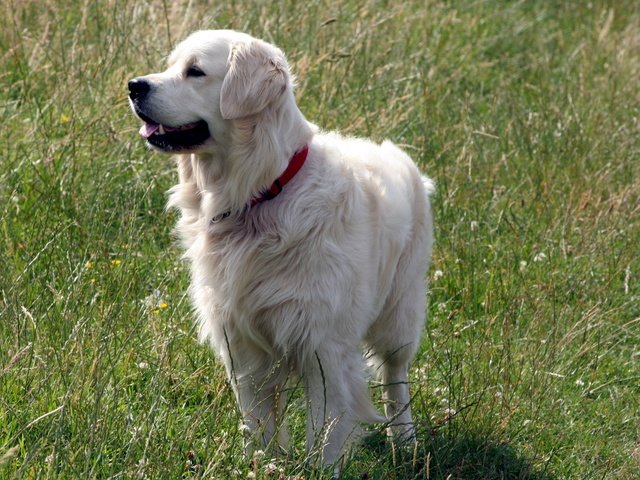 Обои трава, лето, собака, друг, лабрадор, золотистый ретривер, grass, summer, dog, each, labrador, golden retriever разрешение 2560x1600 Загрузить