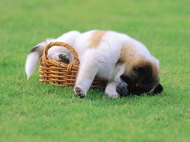 Обои трава, щенок, корзина, grass, puppy, basket разрешение 1920x1080 Загрузить