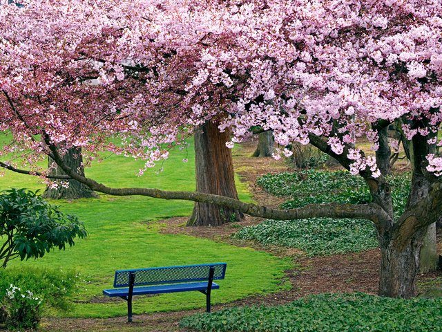 Обои деревья, природа, дорожка, весна, скамейка, сакура, цветущие, trees, nature, track, spring, bench, sakura, blooming разрешение 1920x1200 Загрузить