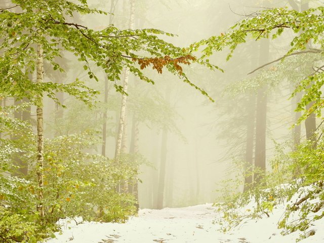 Обои деревья, снег, лес, листья, зима, ветви, дымка, trees, snow, forest, leaves, winter, branch, haze разрешение 1920x1200 Загрузить