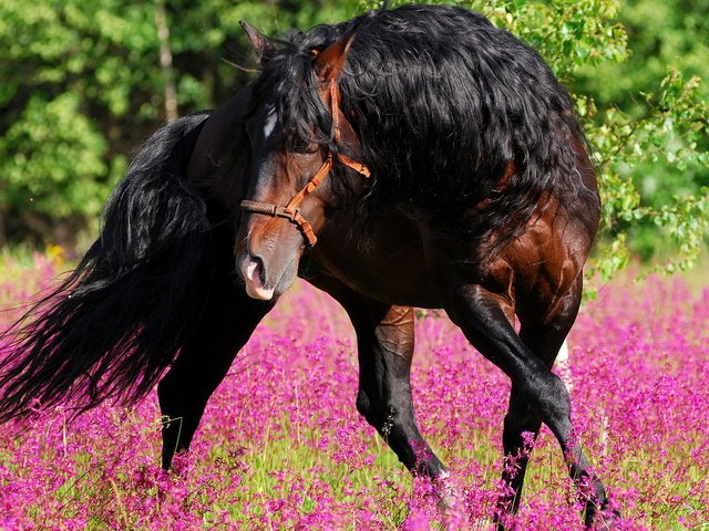 Обои цветы, лошадь, лес, лето, конь, грива, жеребец, лошад, flowers, horse, forest, summer, mane, stallion разрешение 1920x1280 Загрузить