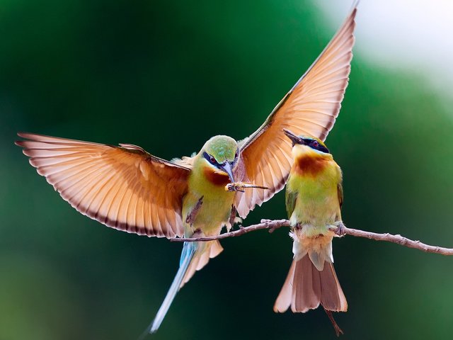 Обои ветка, крылья, птицы, пара, пчелоед, щурка золотистая, branch, wings, birds, pair, peeled, golden bee-eater разрешение 1920x1200 Загрузить