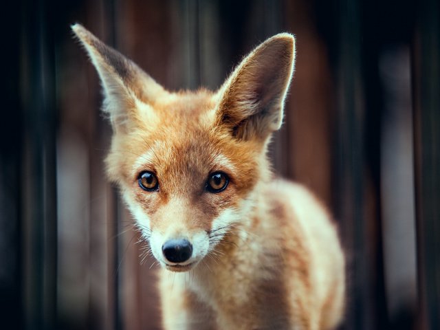 Обои мордочка, взгляд, лиса, уши, рыжий, лисенок, muzzle, look, fox, ears, red разрешение 2048x1363 Загрузить