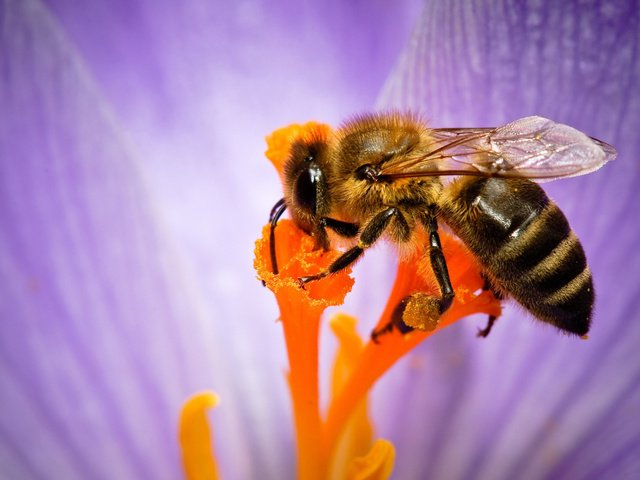 Обои макро, насекомое, цветок, лепестки, пчела, нектар, опыление, некрар, macro, insect, flower, petals, bee, nectar, pollination разрешение 2560x1600 Загрузить