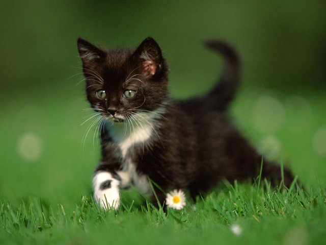 Обои трава, природа, кошка, котенок, ромашки, чёрно-белый, grass, nature, cat, kitty, chamomile, black and white разрешение 2560x1600 Загрузить