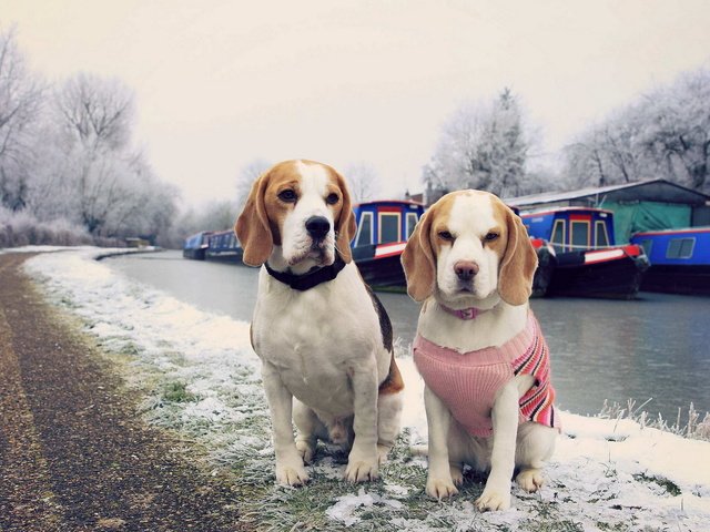 Обои дорога, снег, зима, канал, собаки, собачки, обочина, бигль, road, snow, winter, channel, dogs, roadside, beagle разрешение 1920x1200 Загрузить