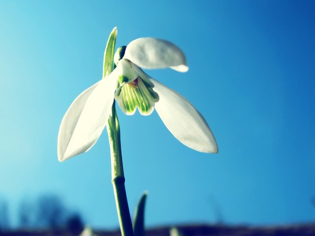 Обои небо, цветок, весна, голубое, подснежник, первые цветы, the sky, flower, spring, blue, snowdrop, the first flowers разрешение 2560x1600 Загрузить