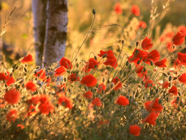 Обои поле, лето, маки, field, summer, maki разрешение 1920x1200 Загрузить