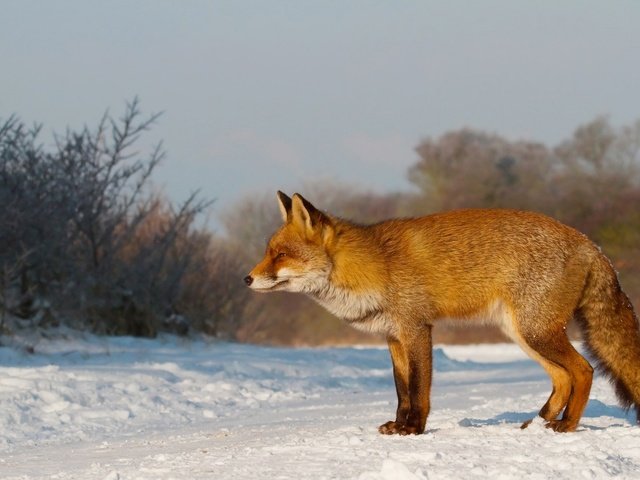 Обои снег, зима, рыжая, лиса, лисица, охота, внимательность, snow, winter, red, fox, hunting, care разрешение 2560x1600 Загрузить