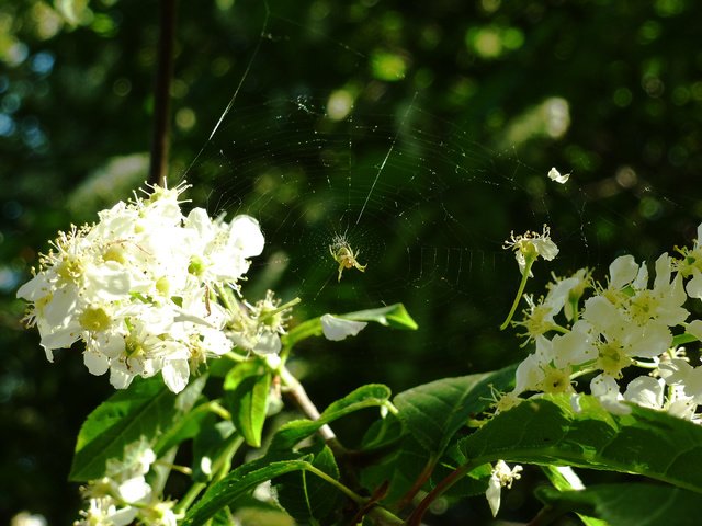 Обои весна, паутина, черемуха, spring, web, cherry разрешение 2160x1620 Загрузить