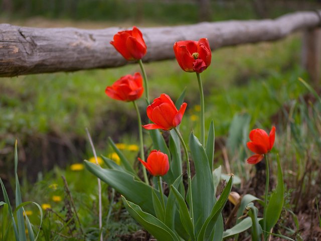 Обои забор, весна, тюльпаны, the fence, spring, tulips разрешение 3872x2592 Загрузить