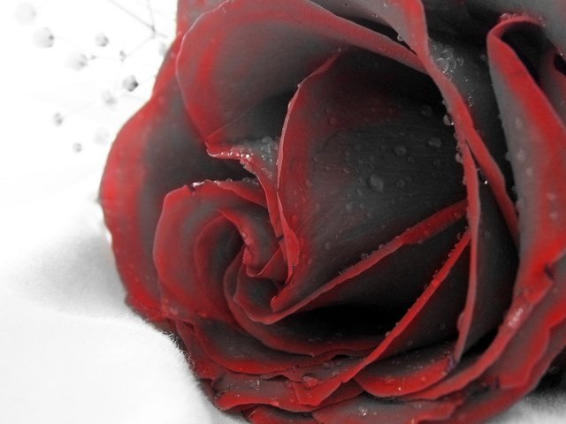 Обои макро, роза, красная, бутое, macro, rose, red, bute разрешение 2560x1440 Загрузить