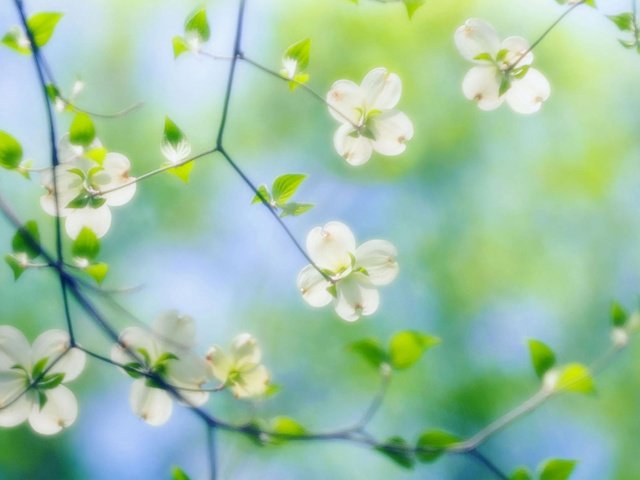 Обои цветы, зелень, макро, весна, cvety, vesna, makro, zelen, kizil, кизил, flowers, greens, macro, spring, dogwood разрешение 1920x1200 Загрузить