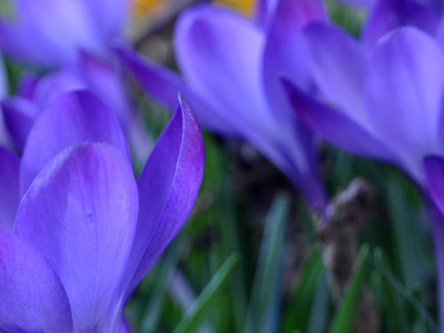 Обои цветы, razmyt, трава, весна, синие, крокусы, vesna, trava, makro, zheltye, krokusy, sirenevye, flowers, grass, spring, blue, crocuses разрешение 4288x1275 Загрузить