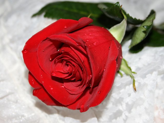 Обои роза, roza, takaya nezhnaya, i kolyuchaya kak ingrid, rose, i kolyuchaya like ingrid разрешение 2560x1600 Загрузить