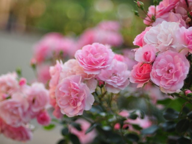 Обои цветы, rozovye, rozy, листья, kusty, розмытость, роза, леспестки, лепестки, сад, бутон, куст, cvety, makro, flowers, leaves, razmytost, rose, lepestki, petals, garden, bud, bush разрешение 3024x1956 Загрузить
