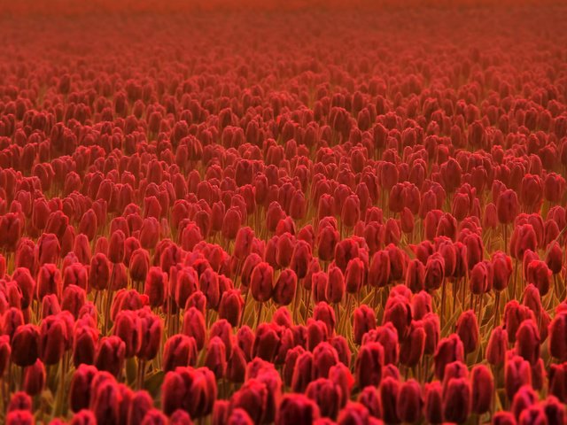 Обои цветы, vesennie, поле, красные, тюльпаны, много, cvety, vesna, leto, cvetok, tyulpany, cvetki, flowers, field, red, tulips, a lot разрешение 2560x1600 Загрузить