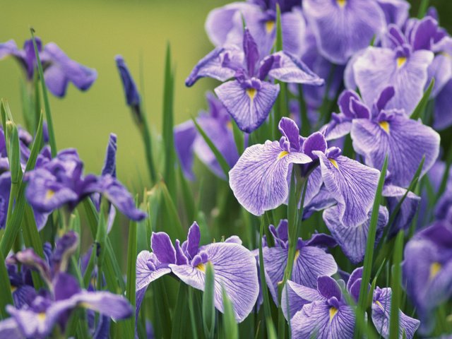 Обои цветы, бутоны, лепестки, стебли, ирисы, butony, sirenevye, irisy, леспестки, flowers, buds, petals, stems, irises, lepestki разрешение 1920x1080 Загрузить