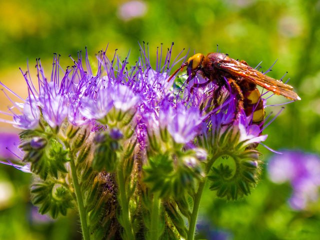 Обои макро, цветок, пчела, оса, macro, flower, bee, osa разрешение 1920x1080 Загрузить