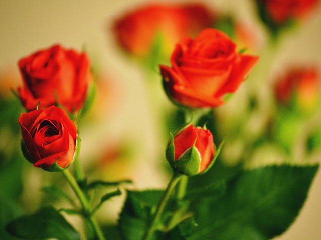 Обои цветы, розы, размытость, букет, крупный план, rozy, buket, krasnye, flowers, roses, blur, bouquet, close-up разрешение 2560x1600 Загрузить