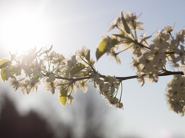 Обои ветка, цветение, весна, cvety, vesna, belye, branch, flowering, spring разрешение 1920x1080 Загрузить