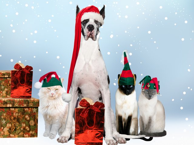 Обои новый год, подарки, собака, кошки, праздник, дог, new year, gifts, dog, cats, holiday разрешение 2560x1600 Загрузить