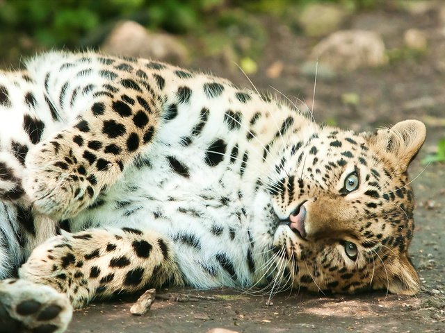 Обои морда, лапы, взгляд, лежит, леопард, хищник, face, paws, look, lies, leopard, predator разрешение 1920x1280 Загрузить
