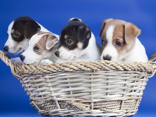 Обои корзина, щенки, синий фон, собаки, basket, puppies, blue background, dogs разрешение 1920x1200 Загрузить