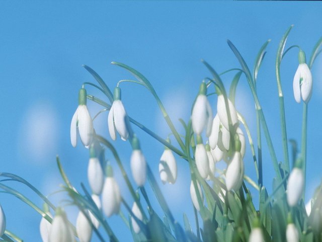 Обои цветы, ландыши, весна, голубе небо, flowers, lilies of the valley, spring, dove sky разрешение 2560x1678 Загрузить