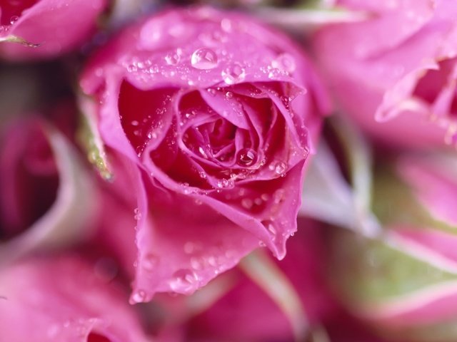 Обои цветы, букет, макро, розовые, роса, капли, розы, роза, лепестки, бутон, flowers, bouquet, macro, pink, rosa, drops, roses, rose, petals, bud разрешение 1920x1200 Загрузить