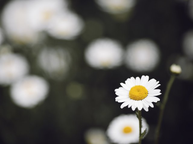 Обои цветок, ромашка, боке, cvetok, romashka, boke, flower, daisy, bokeh разрешение 4288x2848 Загрузить