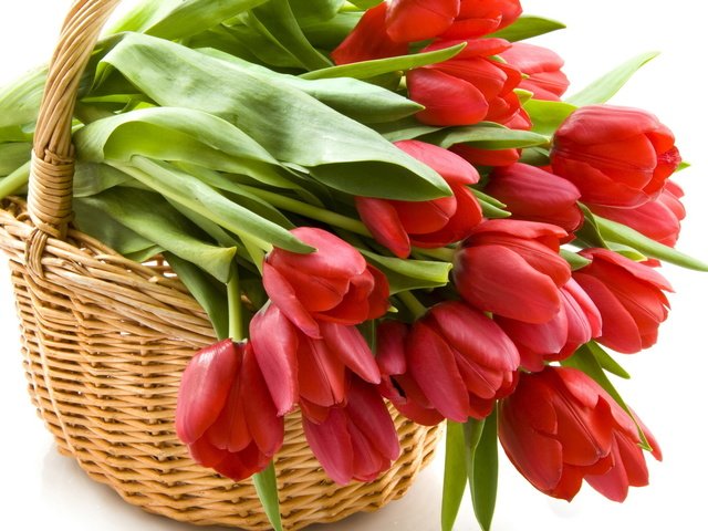 Обои цветы, красные, корзина, тюльпаны, korzina, tyulpany, krasnye, flowers, red, basket, tulips разрешение 1920x1080 Загрузить