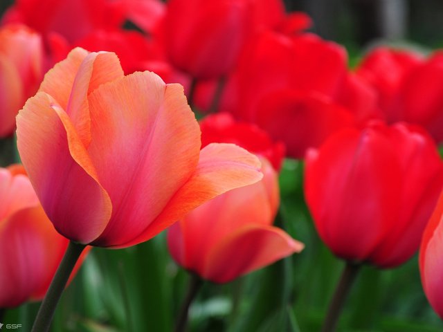 Обои цветы, природа, красные, тюльпаны, cvety, tyulpany, priroda, krasnye, flowers, nature, red, tulips разрешение 1920x1200 Загрузить