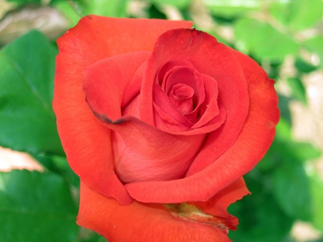 Обои роза, makro, krasnaya roza, zalen, rose разрешение 3648x2736 Загрузить