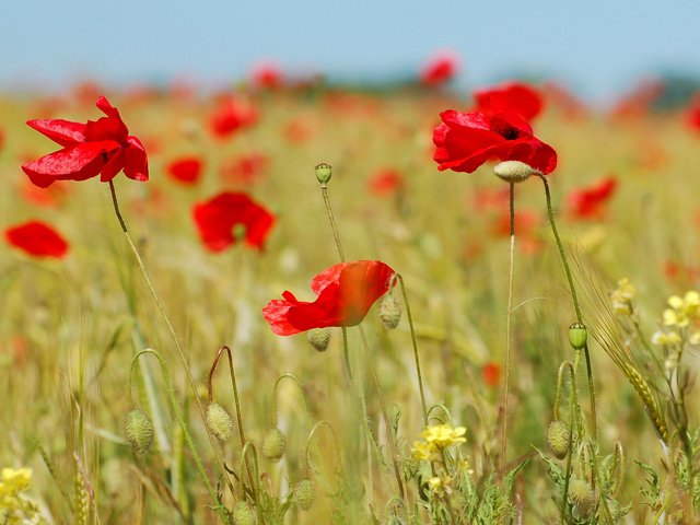 Обои поле, горизонт, лето, красный, маки, field, horizon, summer, red, maki разрешение 1920x1200 Загрузить