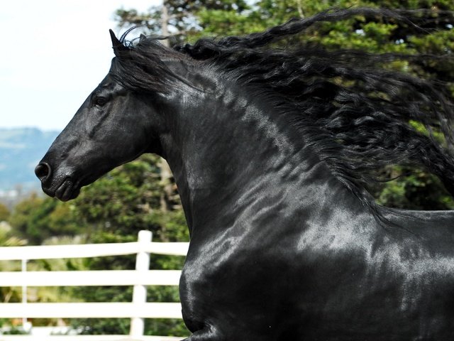 Обои лошадь, черный, конь, грива, жеребец, красавец, фриз, вороной, фризская лошадь, friesian horse, horse, black, mane, stallion, handsome, frieze, crow разрешение 2560x1713 Загрузить