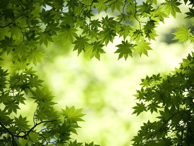 Обои свет, листья, макро, ветки, зеленые, клен, light, leaves, macro, branches, green, maple разрешение 1920x1200 Загрузить