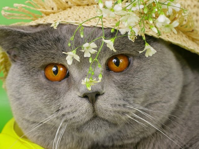 Обои глаза, британец, морда, цветы, кот, кошка, серый, британский, желтые, шляпа, hat, eyes, face, flowers, cat, grey, british, yellow разрешение 2560x1600 Загрузить