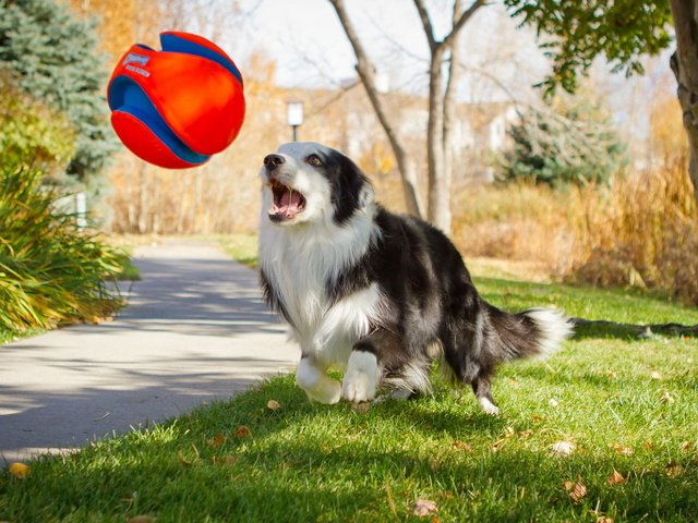 Обои дорога, трава, дерево, собака, игра, мяч, лужайка, road, grass, tree, dog, the game, the ball, lawn разрешение 1920x1200 Загрузить